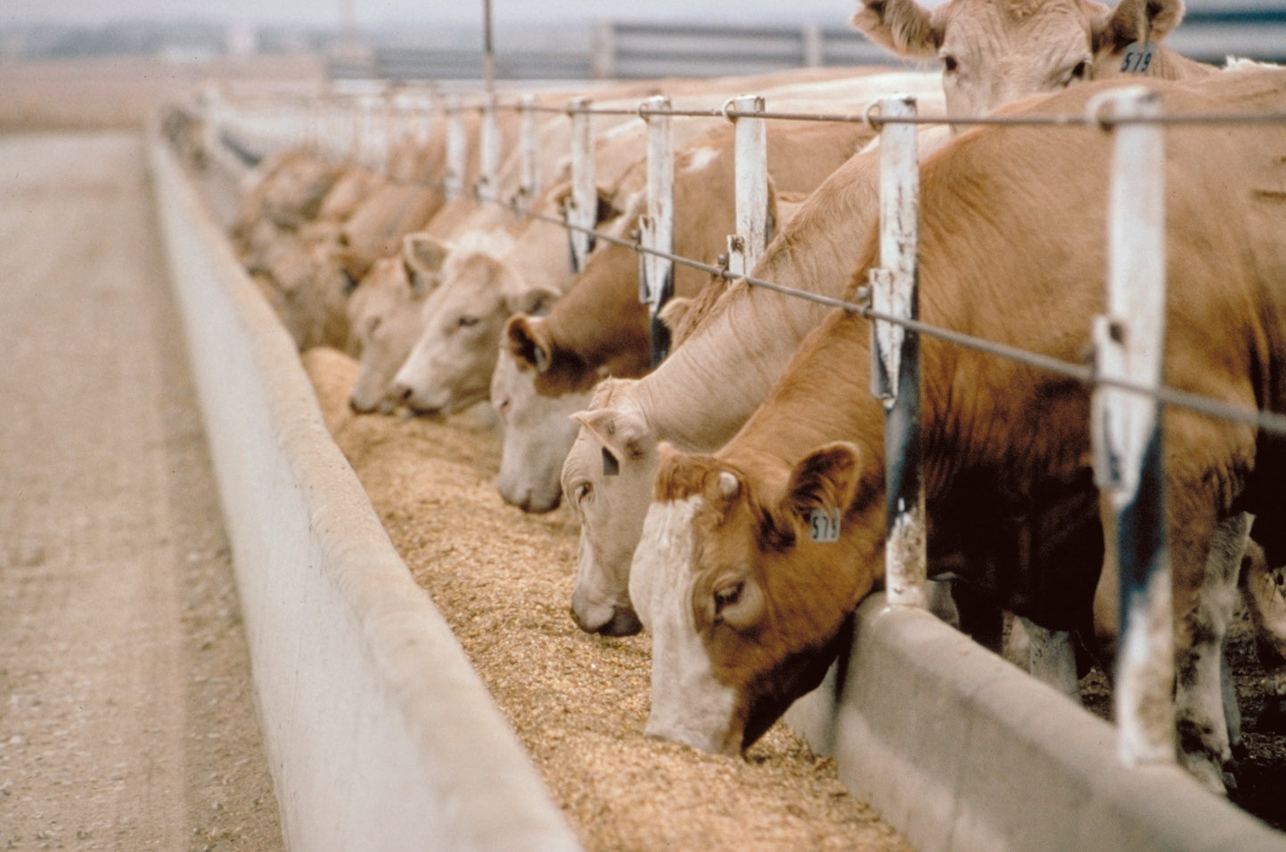 Animal Cattle Feed Supplements